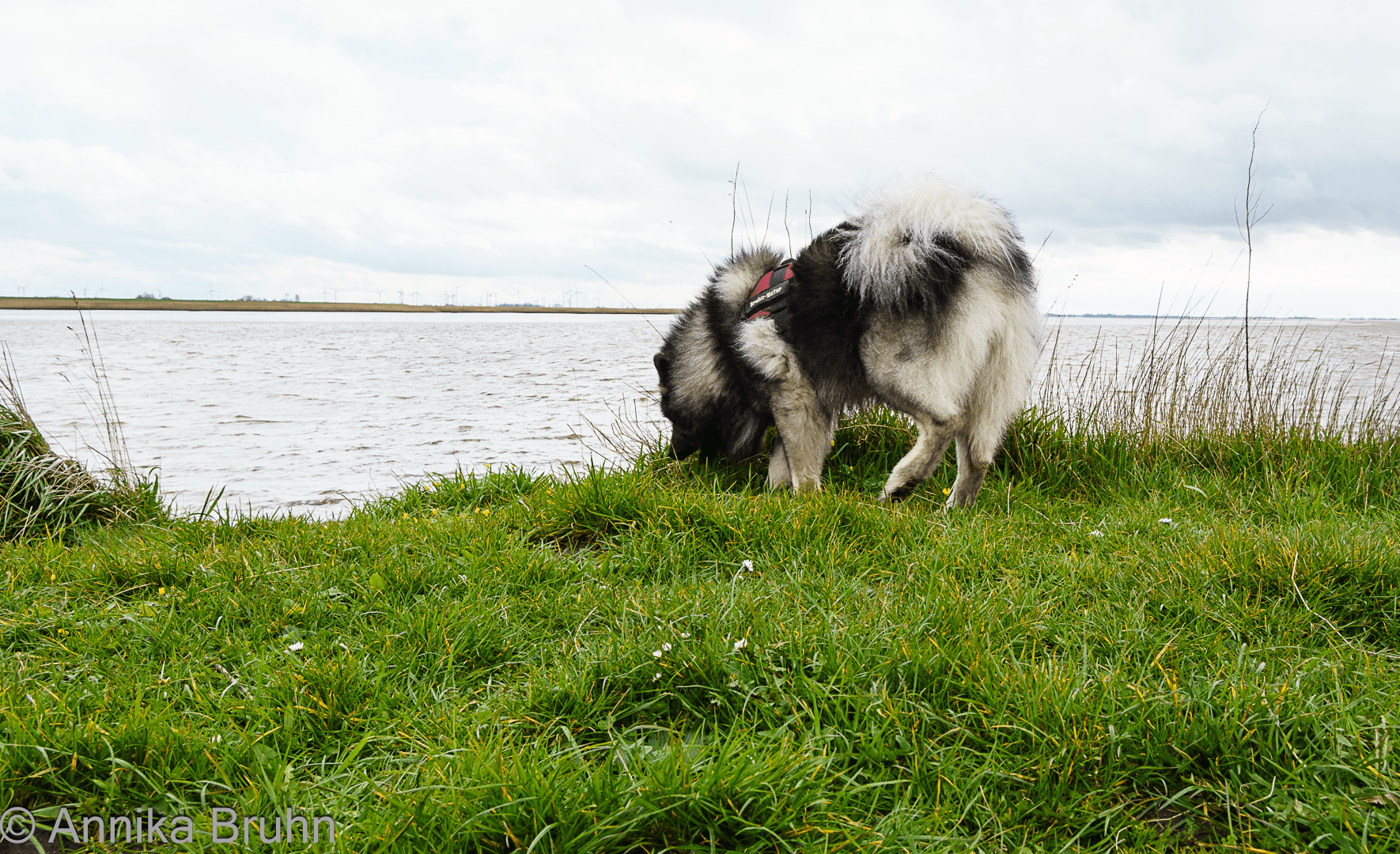 Q auf Schnüffelkurs an der Eider!